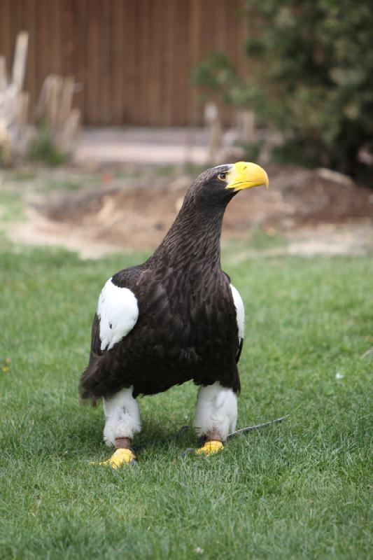 2011-05-07 11:02:28 ** Riesenseeadler, Utah, Zoo ** 