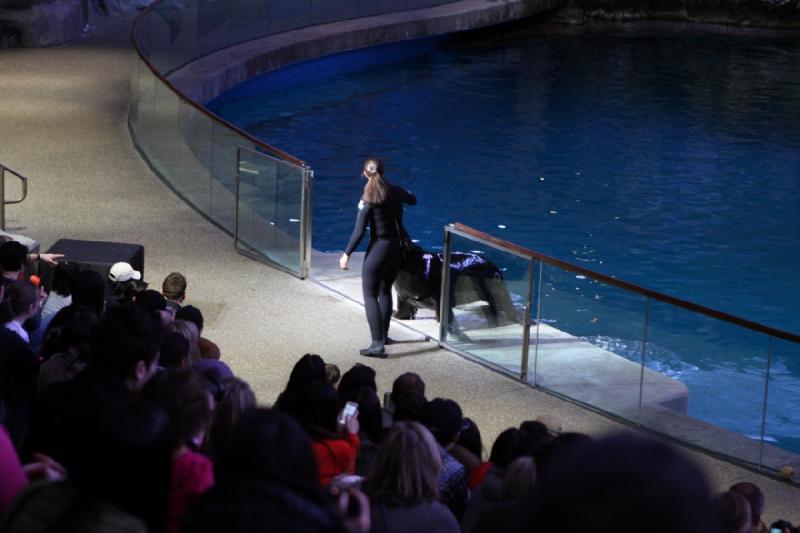 2014-03-12 12:41:13 ** Chicago, Illinois, Shedd Aquarium ** 