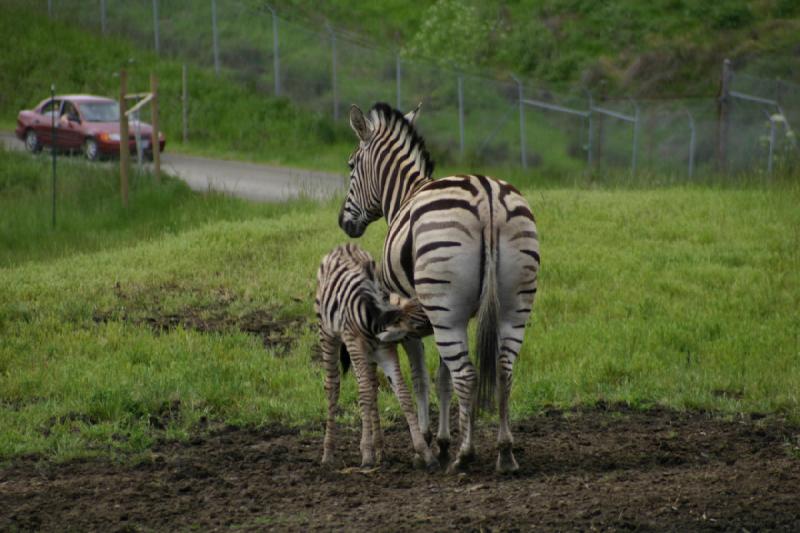 2005-05-07 14:23:20 ** Oregon, Roseburg, Zoo ** Zebras.