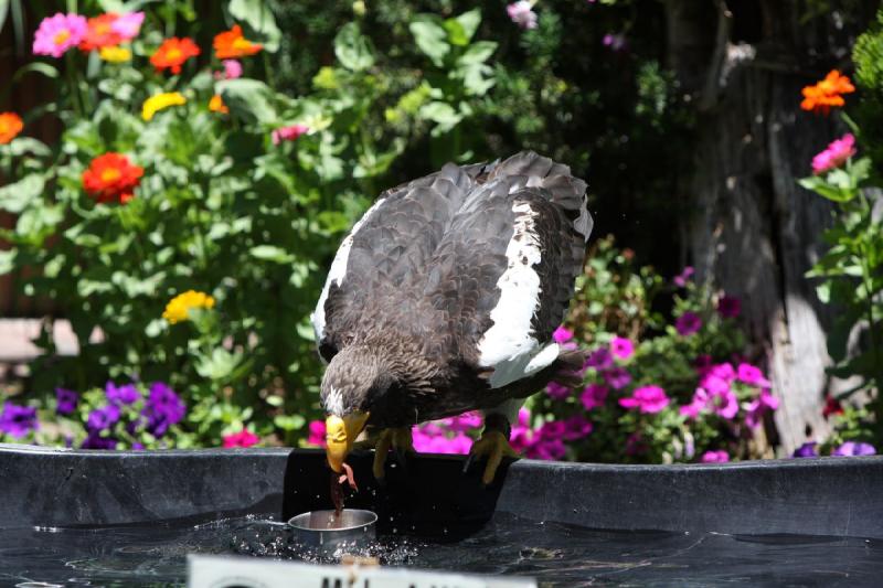 2011-07-15 13:02:35 ** Riesenseeadler, Utah, Zoo ** 