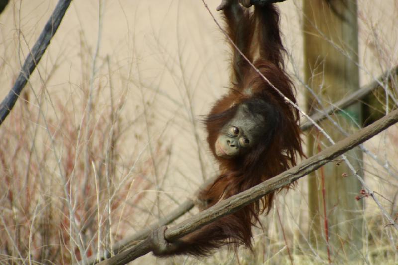 2007-03-11 13:38:32 ** Utah, Zoo ** Orang-Utan-Baby.