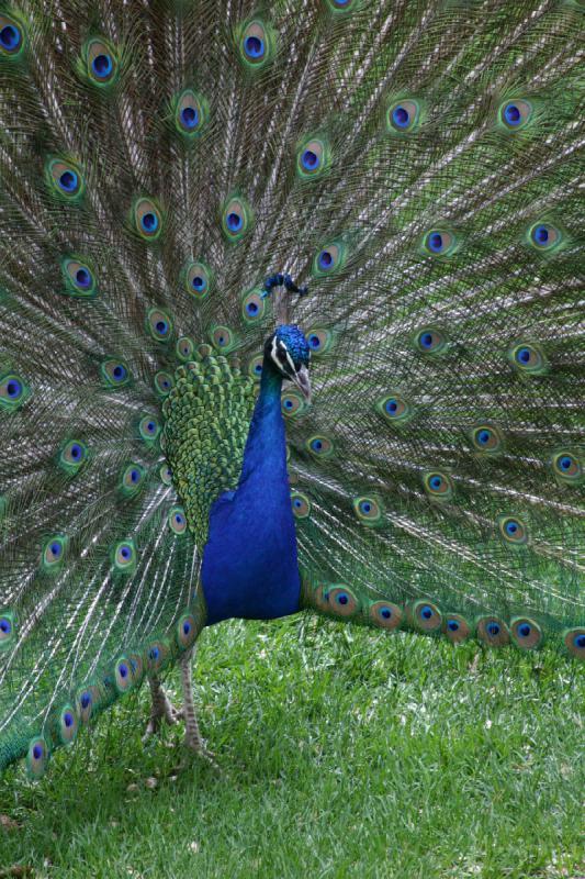 2007-05-06 16:35:44 ** Utah, Zoo ** Pfau.