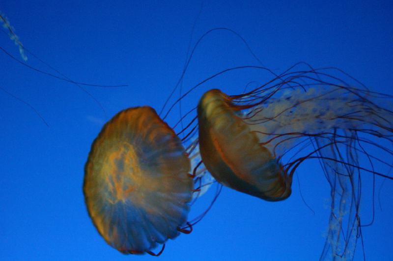 2007-10-13 12:01:12 ** Aquarium, Kalifornien, Zoo ** Quallen.