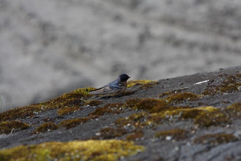 2012-06-20 16:47:47 ** Alaska, Juneau, Kreuzfahrt ** 