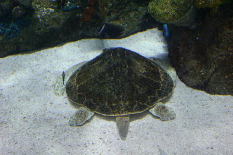 2007-10-13 13:02:02 ** Aquarium, California, Zoo ** This turtle relaxes a little bit on the ground of the tank. 2007-10-13 13:02:02 ** Aquarium, California, Zoo ** This turtle relaxes a little bit on the ground of the tank.