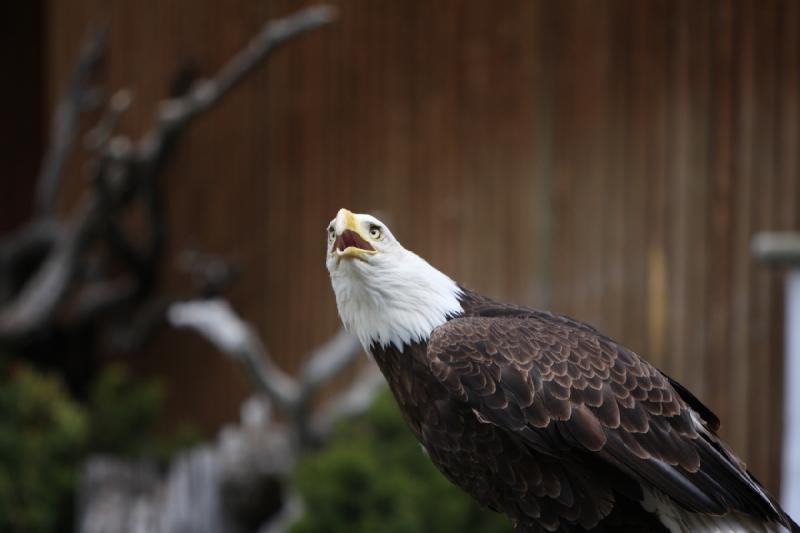 2011-05-07 11:23:12 ** Utah, Weißkopfseeadler, Zoo ** 