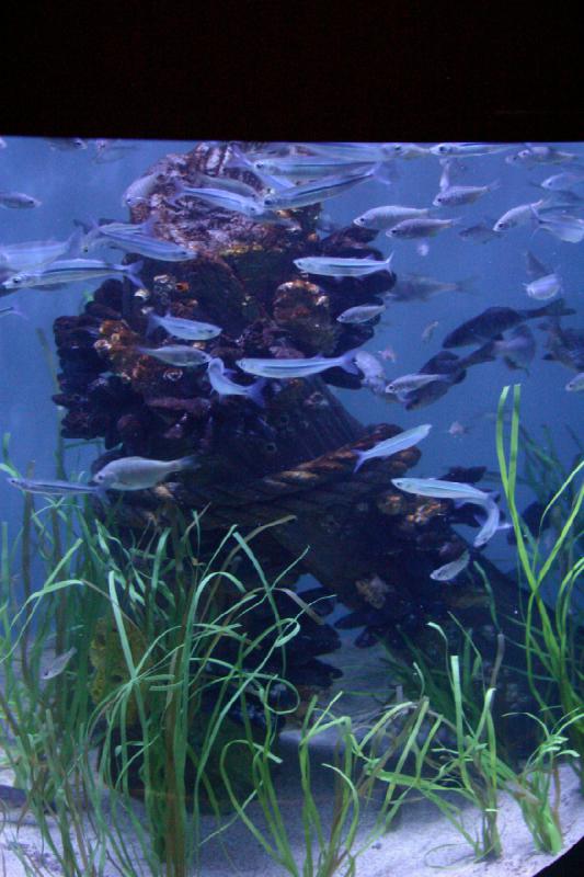 2007-10-13 11:54:44 ** Aquarium, California, Zoo ** Fish in an aquarium. 2007-10-13 11:54:44 ** Aquarium, California, Zoo ** Fish in an aquarium.