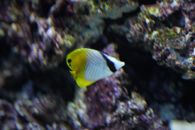 2012-06-16 11:04:24 ** Aquarium, Seattle ** 