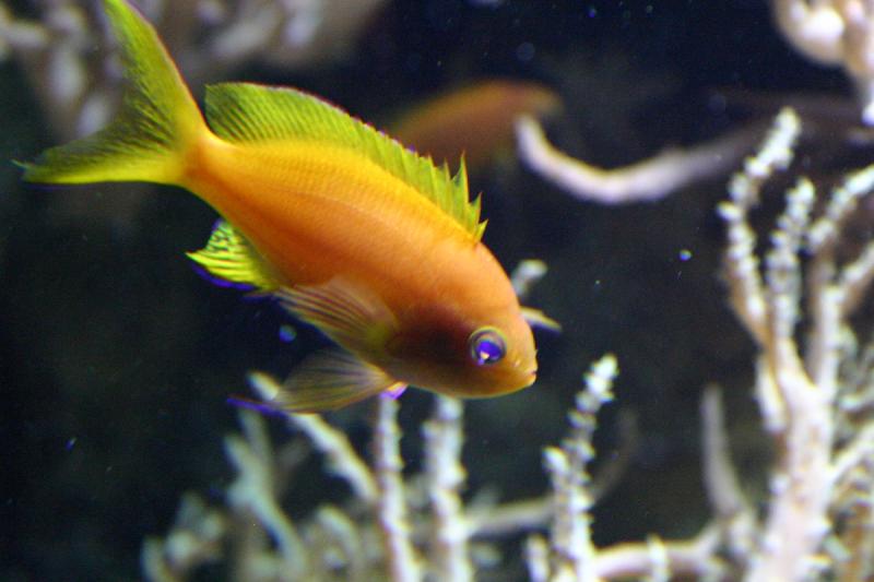 2005-08-25 14:21:49 ** Aquarium, Berlin, Germany, Zoo ** Little yellow fish.