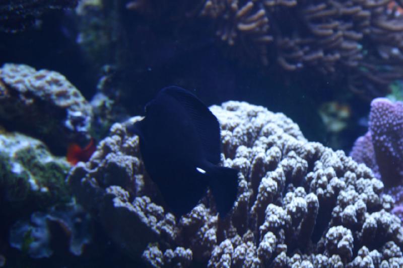 2007-10-13 12:50:10 ** Aquarium, California, Zoo ** Fish and corals. 2007-10-13 12:50:10 ** Aquarium, California, Zoo ** Fish and corals.