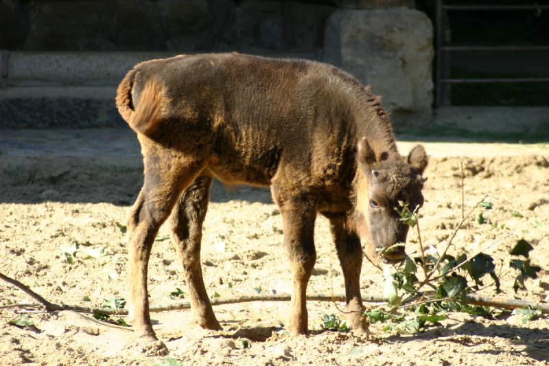 2005-08-24 16:33:24 ** Berlin, Germany, Zoo ** Bison.