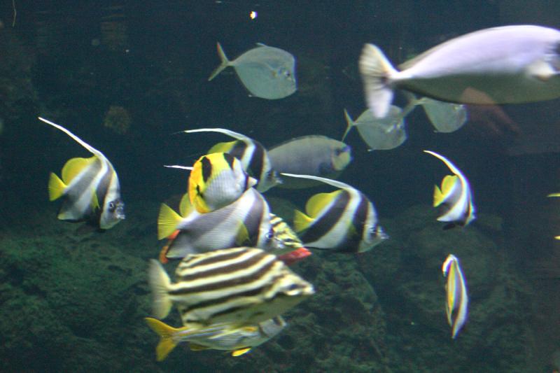 2005-08-25 13:59:44 ** Aquarium, Berlin, Germany, Zoo ** Everyone swims to the right.