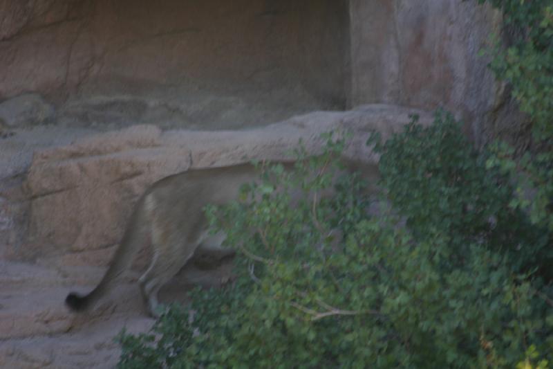 2006-06-17 16:56:42 ** Botanischer Garten, Tucson ** Puma.