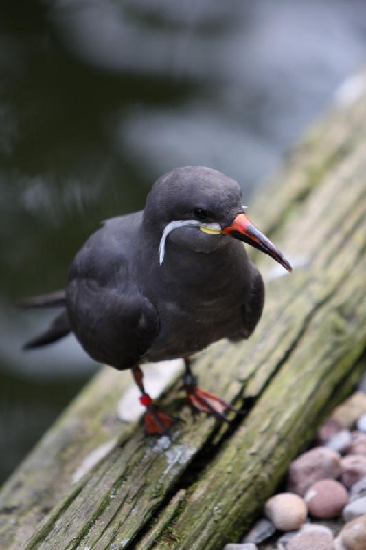 2010-04-13 15:39:15 ** Deutschland, Walsrode, Zoo ** 