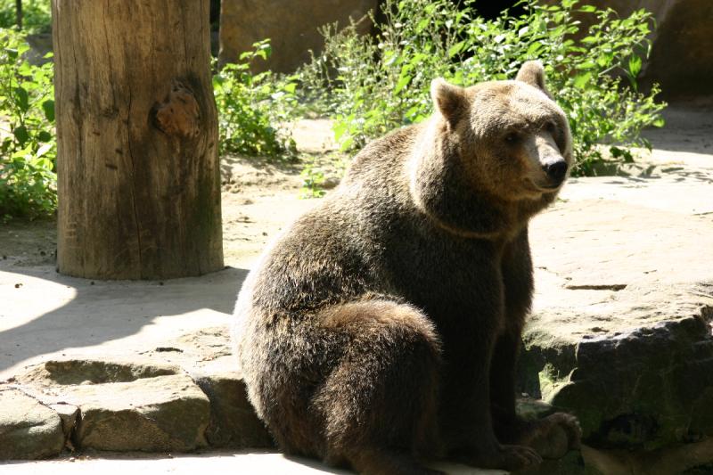 2005-08-24 14:46:41 ** Berlin, Deutschland, Zoo ** Braunbär.