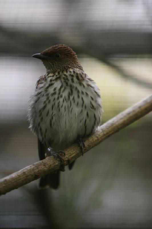 2010-04-13 13:39:38 ** Deutschland, Walsrode, Zoo ** 