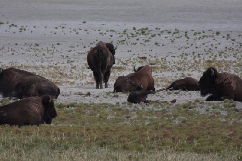 2013-08-24 13:51:02 ** Antelope Island, Bison, Utah ** 