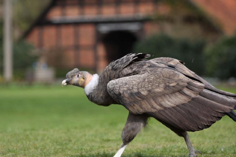 2010-04-13 14:50:51 ** Deutschland, Walsrode, Zoo ** 