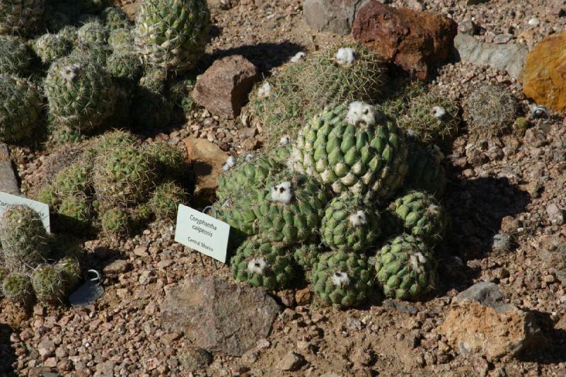 2007-10-27 13:19:46 ** Botanischer Garten, Kaktus, Phoenix ** Coryphantha calipensis.