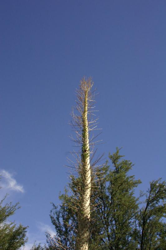 2007-10-27 13:21:20 ** Botanischer Garten, Kaktus, Phoenix ** Ein 'Boojum Baum'.