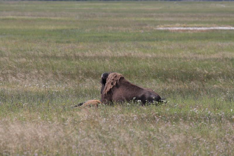 2009-08-03 10:17:55 ** Bison, Yellowstone National Park ** Bisons.