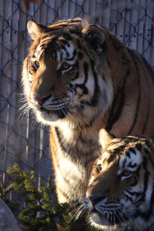 2011-01-23 16:43:41 ** Tiger, Utah, Zoo ** 