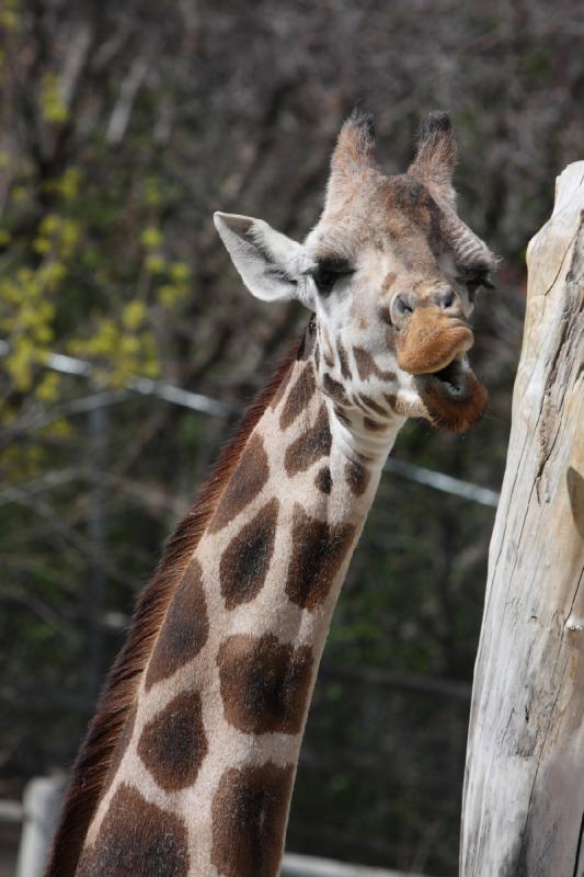 2011-05-07 11:39:06 ** Utah, Zoo ** 