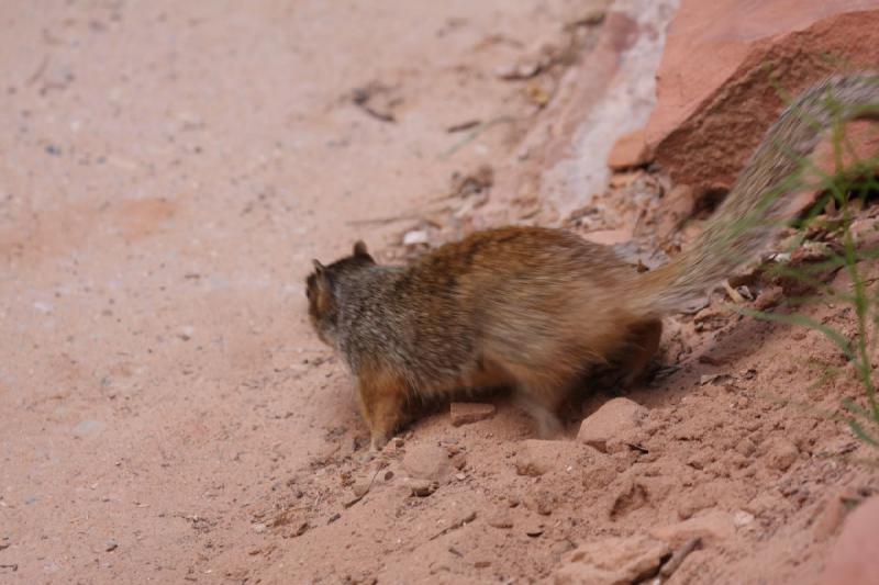 2011-05-29 10:20:40 ** Utah, Zion National Park ** 