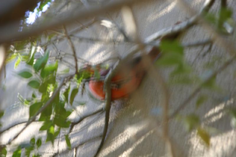 2006-06-17 18:36:06 ** Botanischer Garten, Tucson ** Dieser Vogel versteckt sich in der letzten Ecke der Voliere.