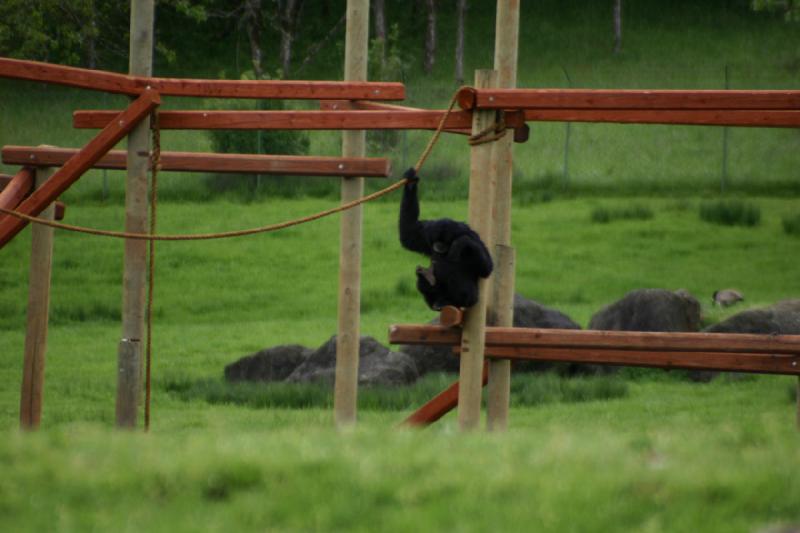 2005-05-07 15:08:02 ** Oregon, Roseburg, Zoo ** Monkey.