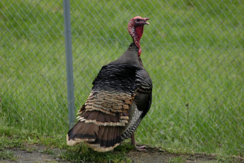 2005-05-07 14:53:19 ** Oregon, Roseburg, Zoo ** Truthahn am Straßenrand.