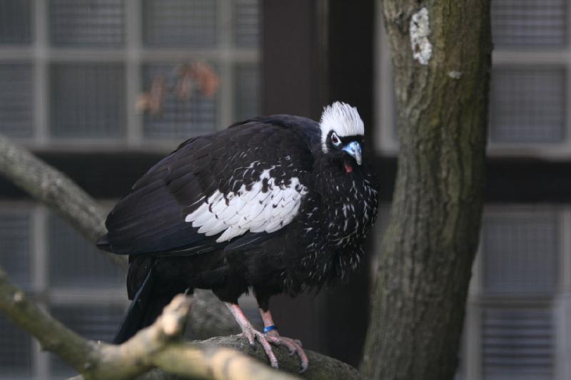 2010-04-13 17:21:45 ** Deutschland, Walsrode, Zoo ** 