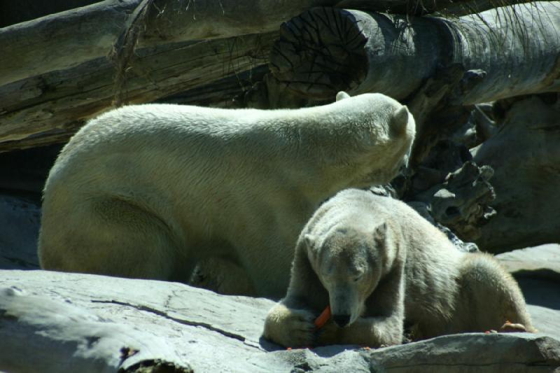 2008-03-20 12:37:22 ** San Diego, Zoo ** Eisbären.