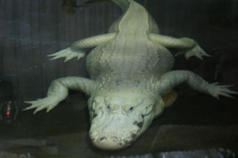 2007-05-06 15:36:38 ** Utah, Zoo ** Weißer Alligator.