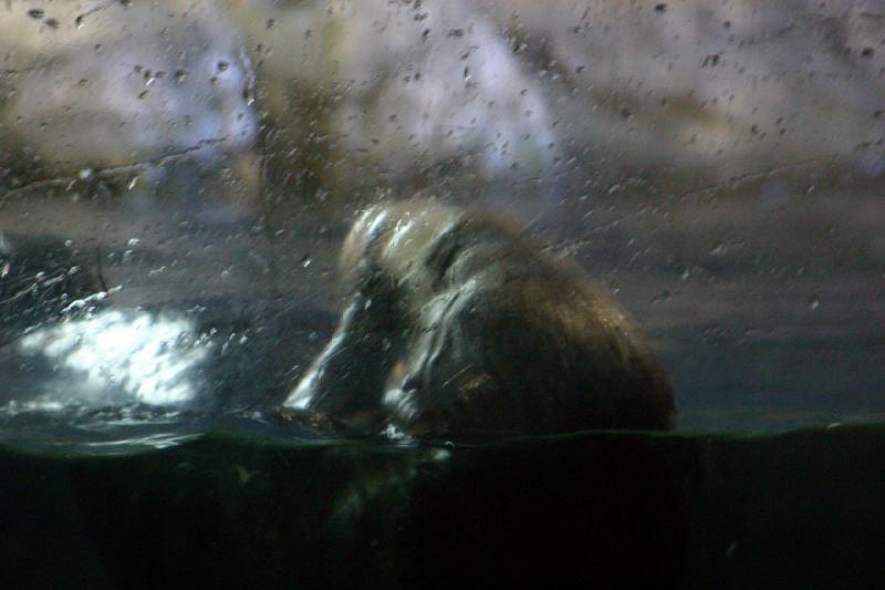 2007-10-13 10:57:52 ** Aquarium, Kalifornien, Zoo ** Seeotter.