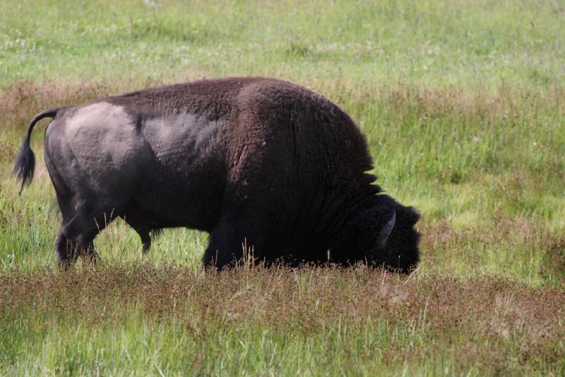 2009-08-05 09:30:19 ** Bison, Yellowstone Nationalpark ** 