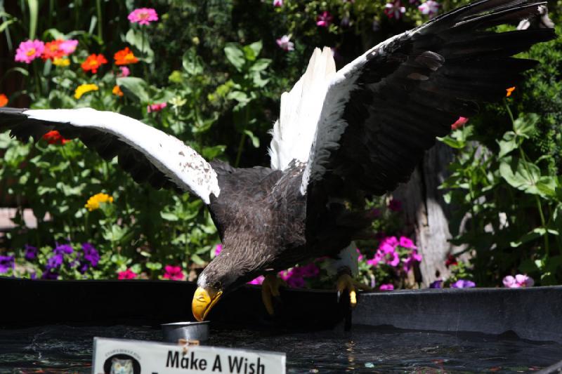 2011-07-15 13:02:45 ** Riesenseeadler, Utah, Zoo ** 