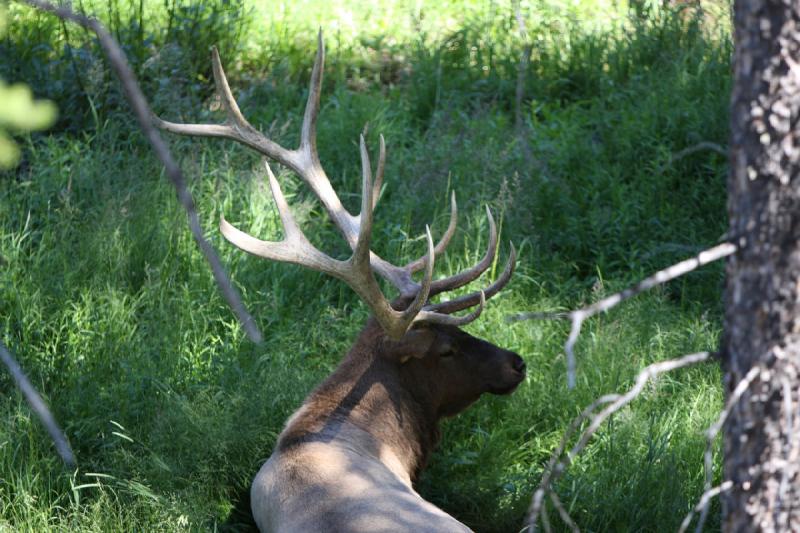 2008-08-16 14:14:22 ** Elk, Yellowstone National Park ** 