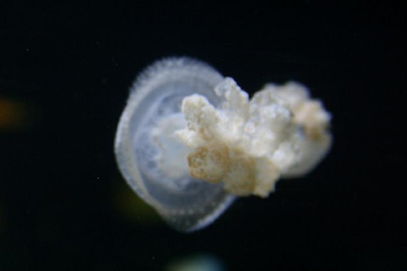 2006-11-29 13:26:24 ** Aquarium, Berlin, Germany, Zoo ** Jellyfish.