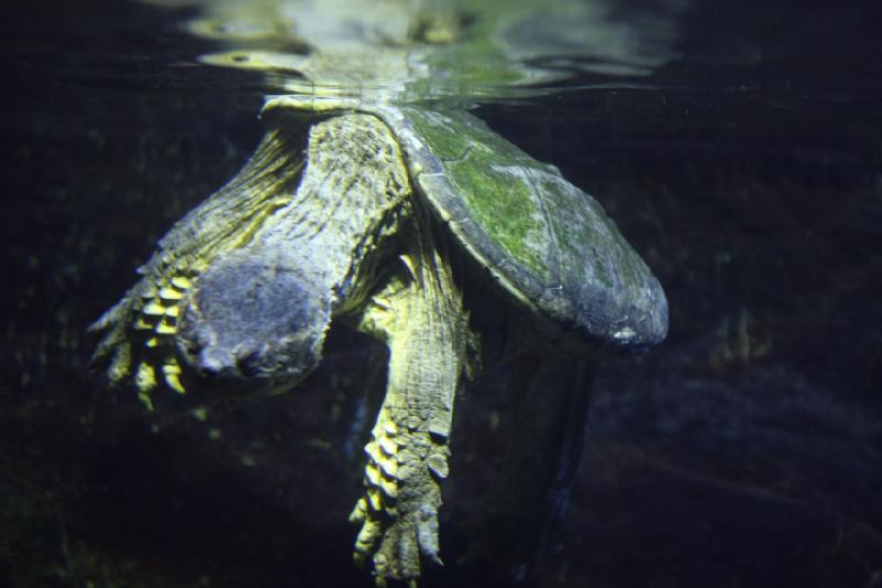 2014-03-12 16:30:50 ** Chicago, Illinois, Shedd Aquarium ** 