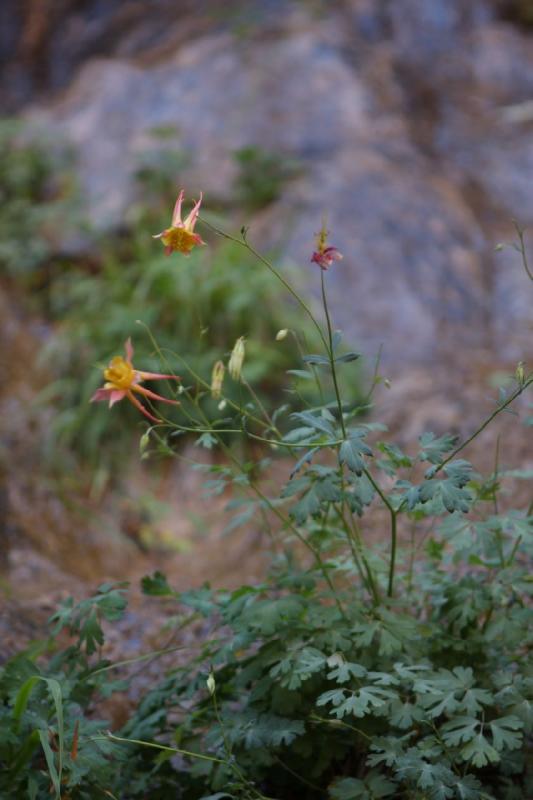 2011-05-29 09:40:48 ** Utah, Zion Nationalpark ** 