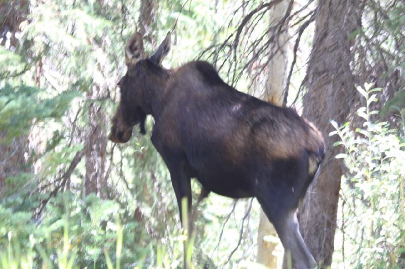 2010-08-21 11:19:32 ** Elch, Uinta Berge ** Nachdem eine Familie mit einem Auto viel zu schnell angefahren und neben uns gehalten hat, ist die Elchkuh schnell weggelaufen.