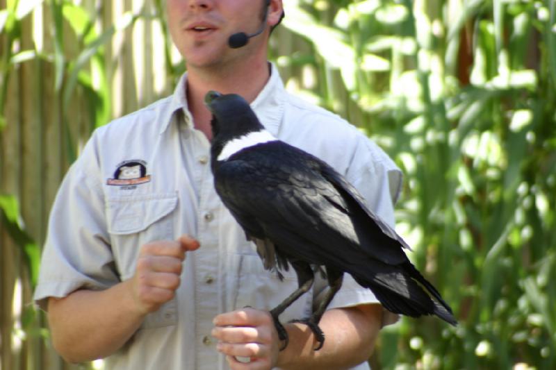 2007-06-18 11:15:02 ** Utah, Zoo ** Das Geld landet dann in der Tasche des Trainers.