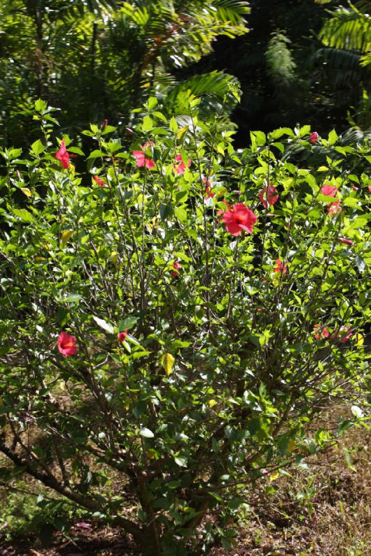 2011-11-27 11:28:44 ** Botanischer Garten, Hawaiʻi, Kauaʻi ** 