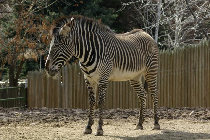 2007-03-11 14:06:02 ** Utah, Zoo ** Zebra.