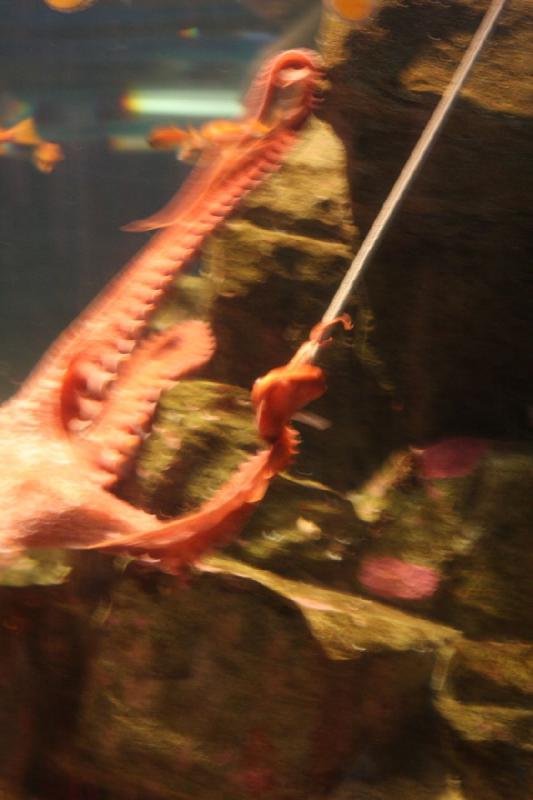 2012-06-16 12:08:31 ** Aquarium, Seattle ** 