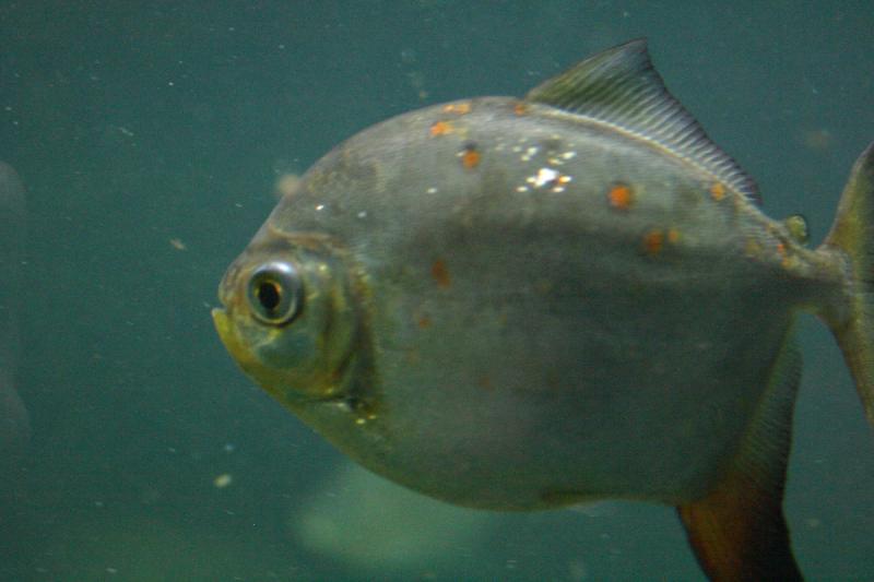 2005-08-25 14:01:28 ** Aquarium, Berlin, Germany, Zoo ** Piranha.