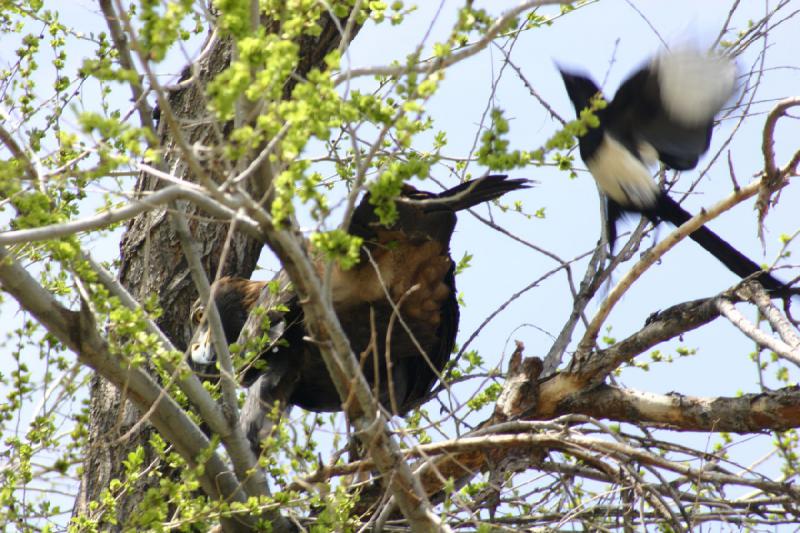 2008-05-04 13:53:44 ** Utah, Zoo ** 