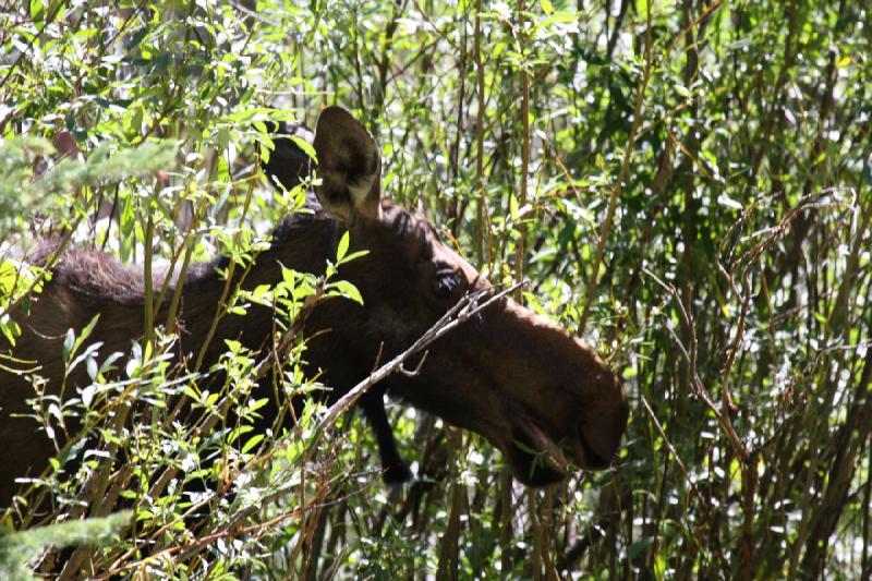 2010-08-21 11:03:53 ** Moose, Uinta Mountains ** 