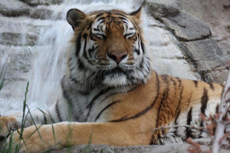 2012-05-17 19:17:15 ** Tiger, Utah, Zoo ** 